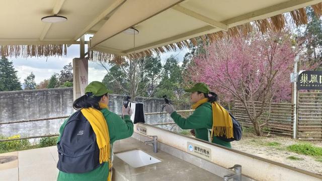 昆明市区冬樱花树下连猪都能自由奔跑的世外桃源