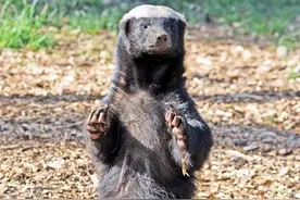 戏耍黑曼巴生撕巨蟒，非洲毒蛇可怕？专家：其实它们的天敌更可怕图片