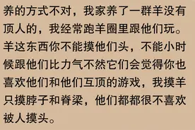 羊为何没当宠物，网友：“意外原因让人惊讶！”图片