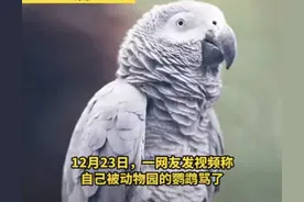 灰灰鹦鹉回骂游客引得众人大笑，动物园回应努力矫正以后给掰过来图片