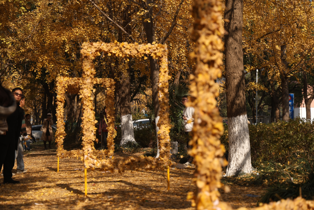 没扫的落叶，都去哪儿了？拱墅这片银杏林靠它火了