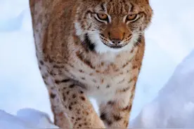 兴安岭猛兽轶事：猞猁和狼獾，两种仇杀而又共生的冤家死对头图片