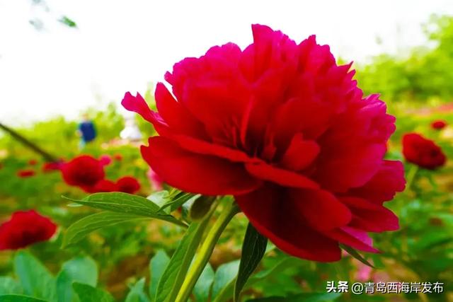 免费送票!西海岸这片牡丹花海惊艳全城