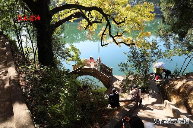 秋色天花板，枫香树下美龄桥