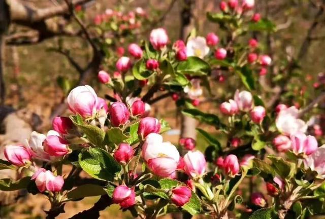 以花为序，礼县邀您共赴一场春日之约~