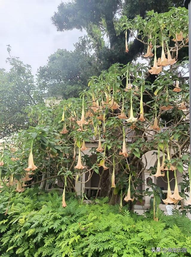 西北旅人初到鼓浪屿，被陌生花朵迷住拍照，当地人一句话让他后怕