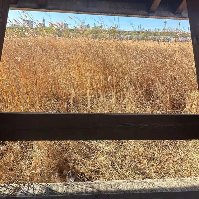 大风刮出绝美晴天！北京园博园湿地稻草人展持续营业中，蓝天湿地拍爆朋友圈