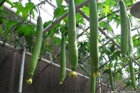 立夏多吃瓜，中药不用抓 5月5日立夏多吃3瓜，精神过夏天图片