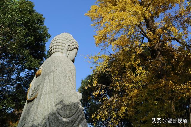 无锡荡口圆通村原圆通寺的旧址上，二棵古银杏今年甚美