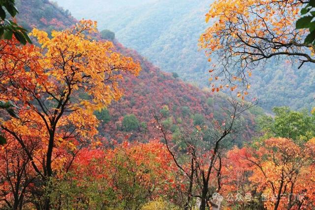 甘山红叶，秋之华章