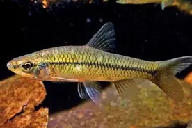 钓鱼人公认的闹窝鱼“小神兽”，其闹窝程度令无数钓鱼人头皮发麻图片