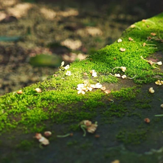 花漾邛州 | 秋意浓，满城桂雨润临邛