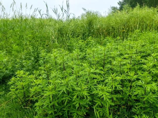 陈仓：我的上海