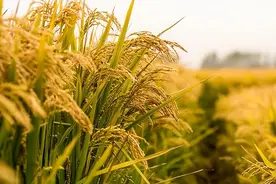 不是迷信：“梦见这5种梦，是老天在帮你，暗示大吉大利”图片