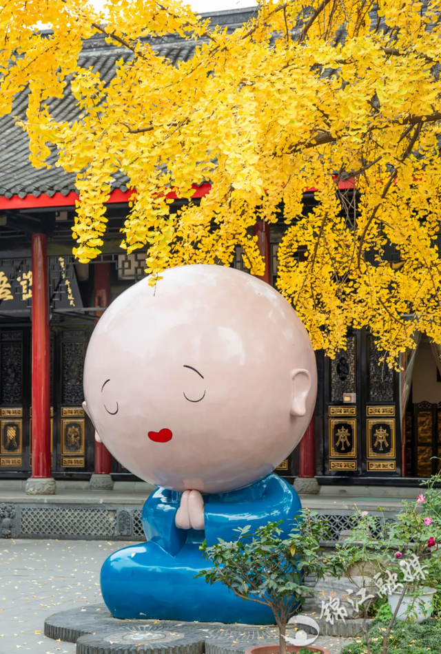 美到窒息！锦江街头的银杏可以“慢慢看”啦