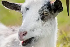 在中国代表吉祥的山羊，在西方就成淫乱恶魔？还会勾引男人犯错？图片