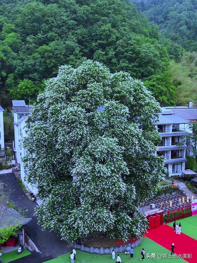洛阳重渡沟：千年菩提花开，快来接住这份限定好运，错过再等一年