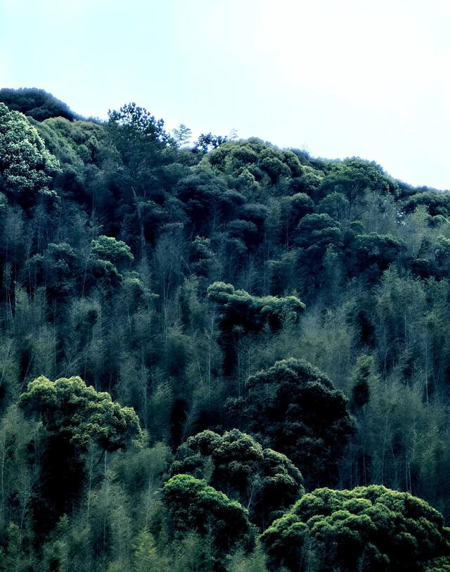 这不是神农架，是江西马头山国家自然保护区