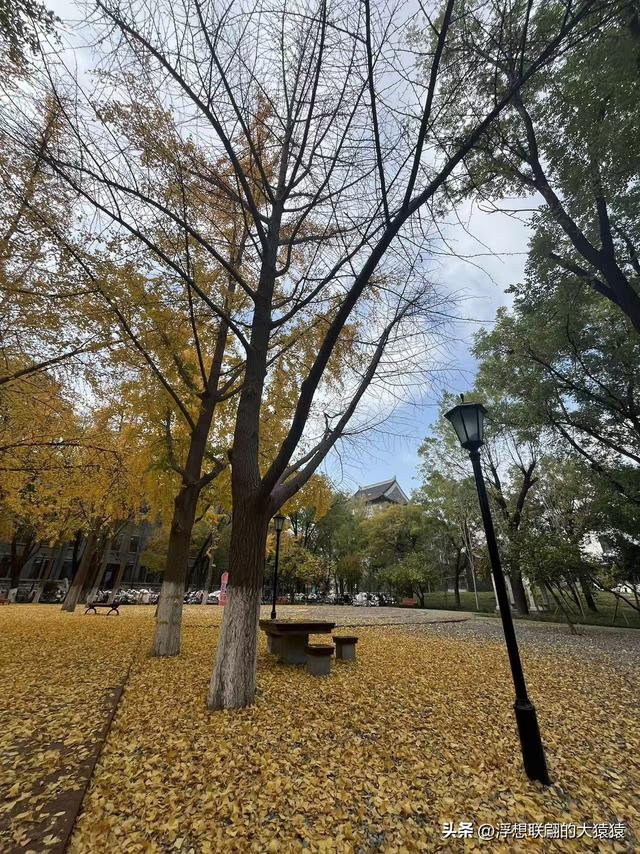 俺那天进齐鲁大学里面来了一场时空旅行（山东大学趵突泉校区）