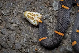 湖北惊现白头剧毒蛇，毒性比五步蛇还要强，当地人称其为白头龙图片