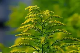 看见这种花别采别种，请立即上报图片