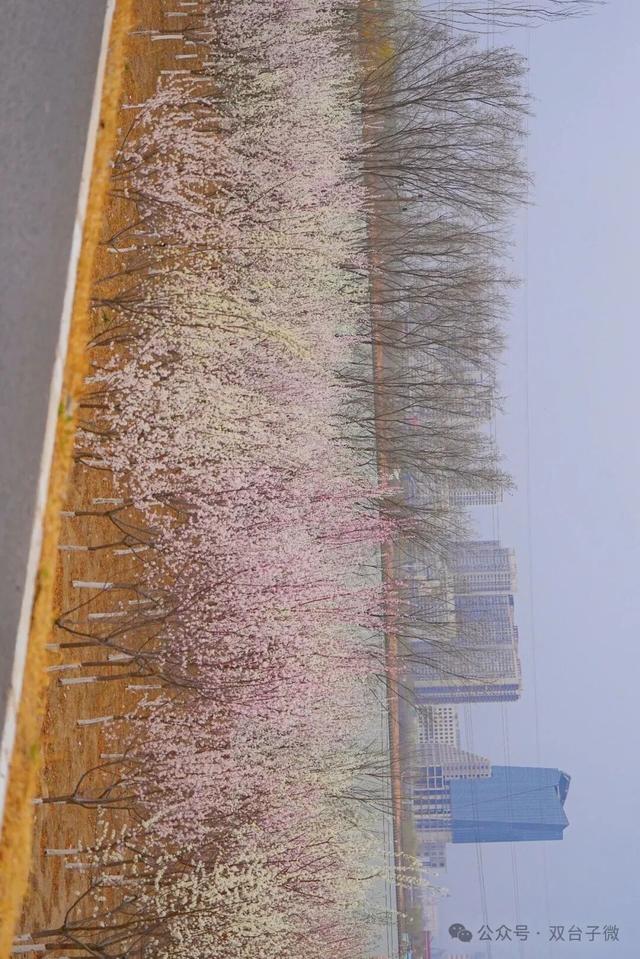 【视觉•双台子】十里桃香醉春风 满树芳菲映城郭