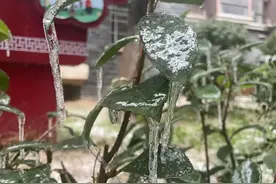冻雨究竟是种什么雨？图片