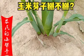 玉米芽子掰不掰？今年为何农户不争论了？2点原因，掰掉会减产？图片
