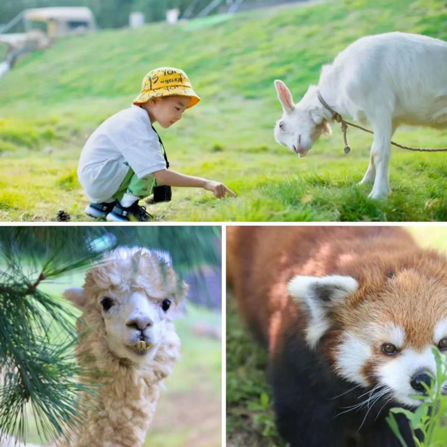 幼儿园大班免学费？山东这些超有趣的幼儿旅行地，带娃闭眼冲！