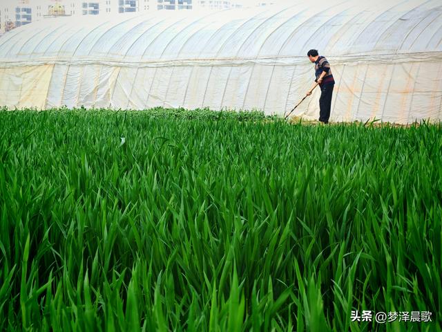 云梦县进入春季赏花模式 城乡处处皆春色