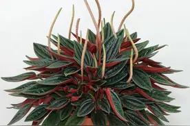 没病虫害，个子迷你的皱叶椒草，耐阴容易养图片