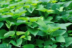 夏天没胃口，分享一道凉拌红薯叶，清凉爽口，天天吃不腻图片