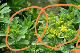 最贱的草最贵的菜，可当茶饮可当花养，名副其实的多宝植物图片