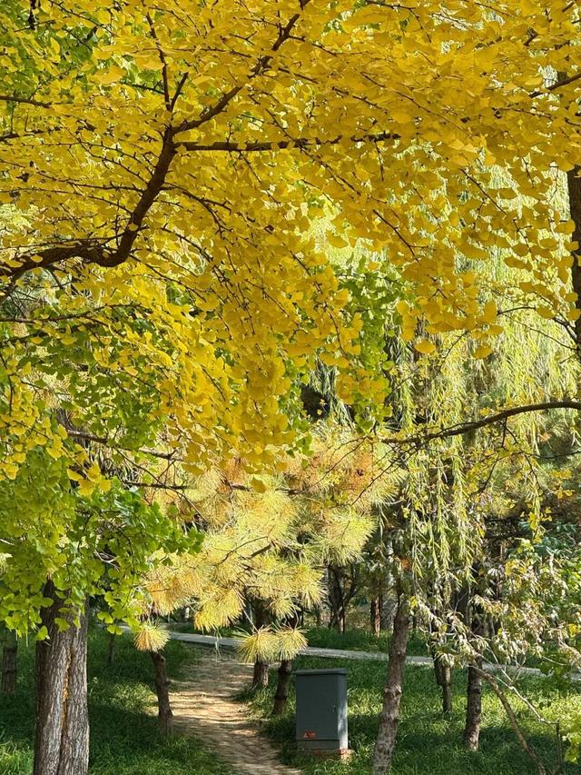 实拍！海淀“莫奈花园”已开启五彩斑斓“童话模式”