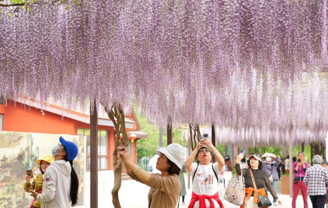 北京一处“最壮观”的紫藤花公园，犹如仙境一样美，震撼至极！