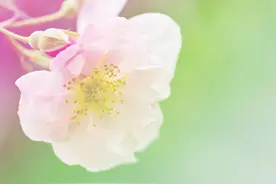 为什么你越对别人好，别人越看不起你，因为你不知道人性的势利图片