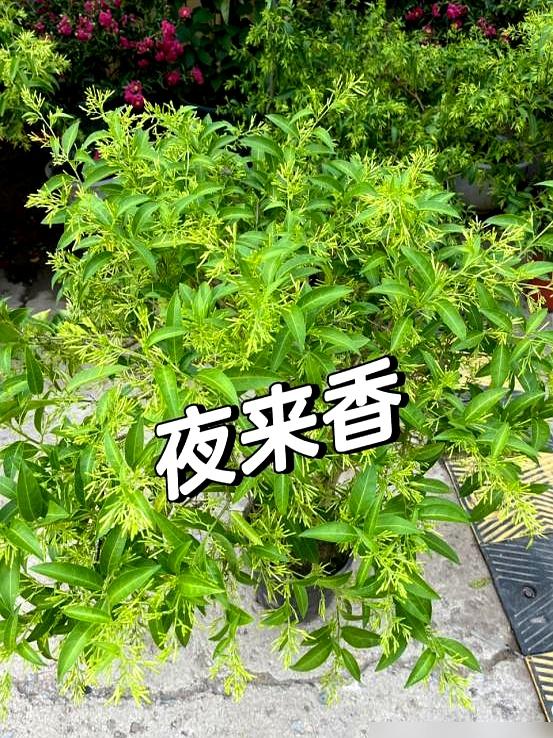 阴花不能进阳宅。这5种花“打死”也不养，家里若有？快挪走！