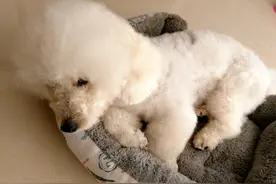 网友：收养了一只流浪“比熊”，5个月后，还是把它扔了图片