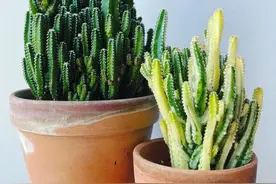 新手也养不死的仙人掌植物，万重山图片