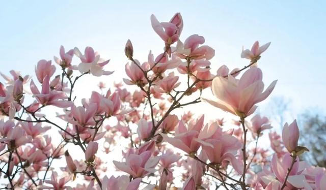 寻芳何必出城去?陕西这十座公园花事正浓