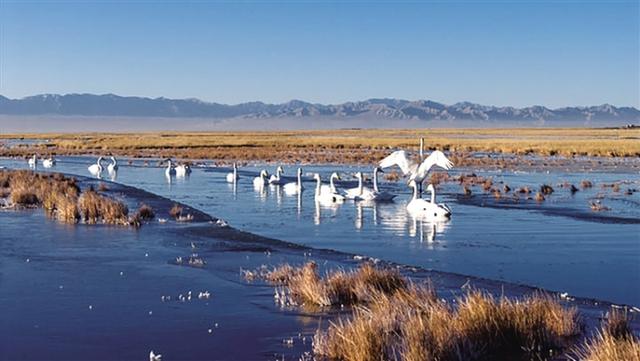 阿克塞：冬日湿地天鹅舞