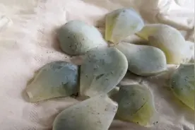 超过28度，多肉7大死穴，现在知道还不晚图片