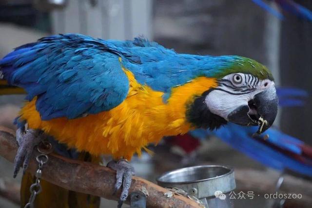 3月8日，鄂尔多斯送给所有女生的情书：免门票，请你来看白鲸！