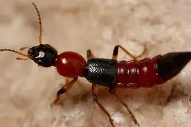 揭秘隐翅虫：别让小虫毁了你的健康！图片