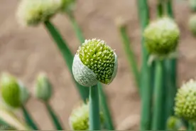 大葱的花苞是个宝，别不懂吃，教你好吃做法，好多人没吃过，解馋图片