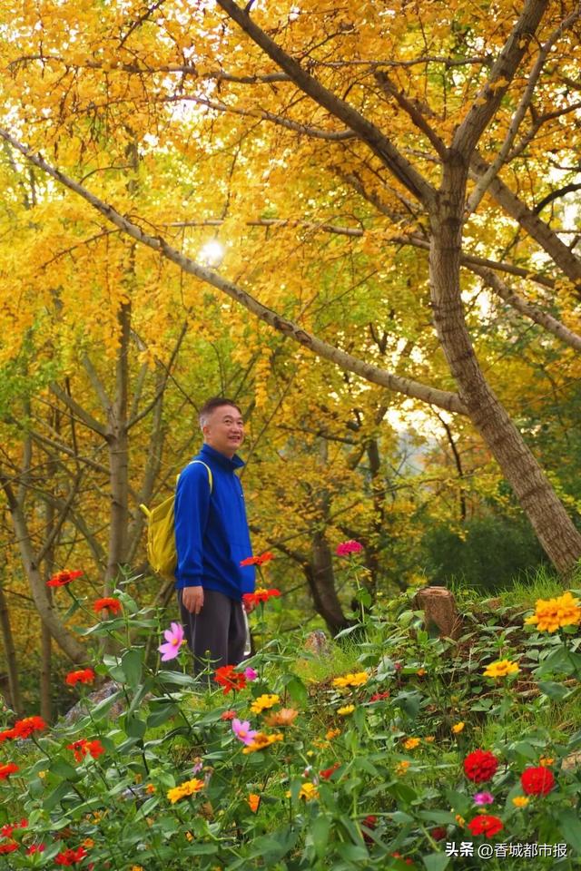 文旅融合绽新颜 | 千年银杏谷激活旅游发展新动能