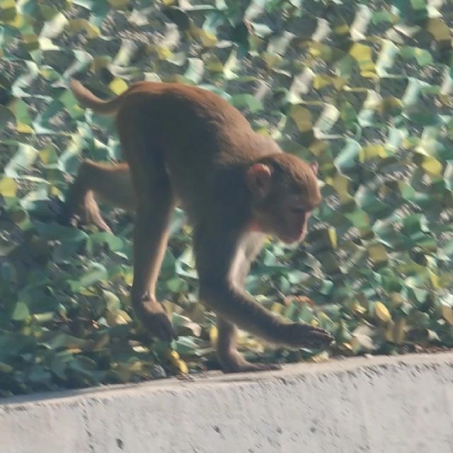 69岁老汉挑战5.5公里的环山步道，结局让人意想不到