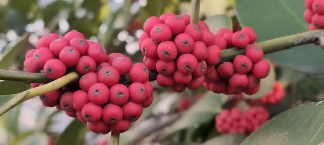 寻美薛城丨格外耀眼！大叶冬青红了，一起来龟山公园寻找冬日里的当“红”明星！