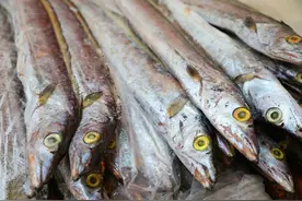 买带鱼时，挑“大眼睛”还是“小眼睛”！区别很大，别再买错了！图片