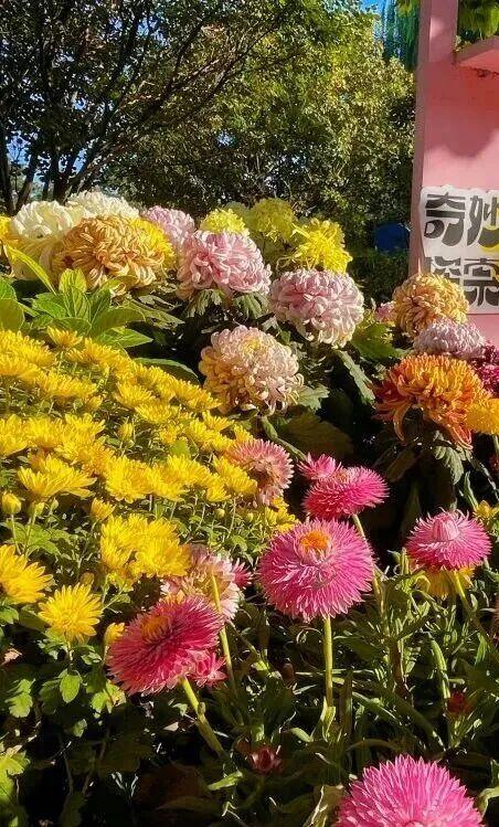 秋色浓，叶渐红！彩叶观赏尽在丰台这里——